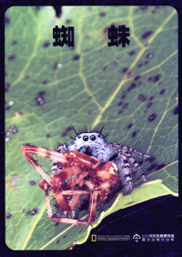 Image of 《蜘蛛》 Laba-laba
