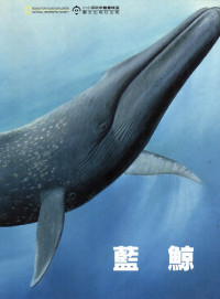 Image of 《蓝鲸》Paus biru